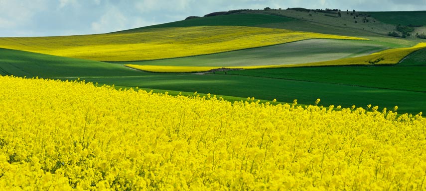 The rapeseed oil price has increased around EUR 190 pmt in 2 weeks.