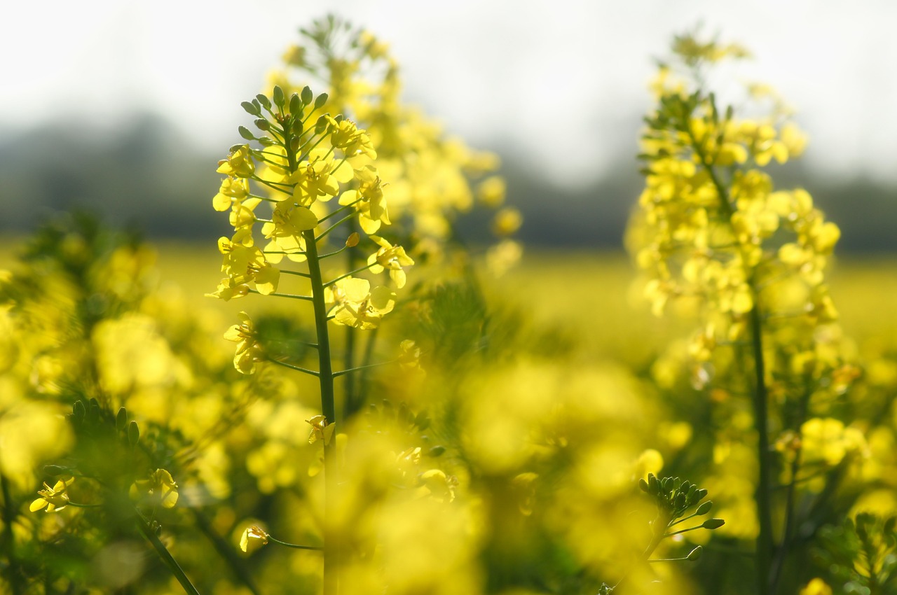 The biodiesel market is a strong driver of the consumption of vegetable oils and fats as well as the main source of glycerine generation.